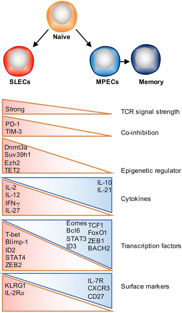 https://cdn.ncbi.nlm.nih.gov/pmc/blobs/9d05/6292868/2171f592eb08/fimmu-09-02826-g0001.jpg
