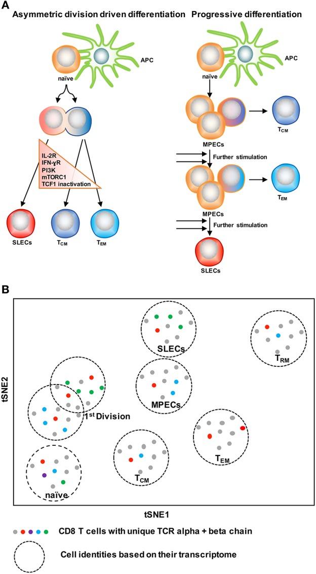 https://cdn.ncbi.nlm.nih.gov/pmc/blobs/9d05/6292868/2f12348380cd/fimmu-09-02826-g0004.jpg