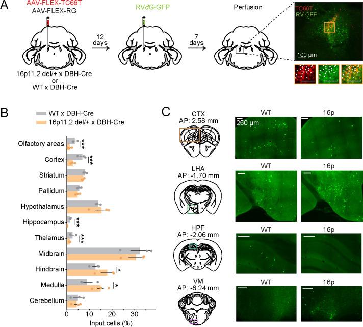 https://cdn.ncbi.nlm.nih.gov/pmc/blobs/9d06/10980164/bc825eb20d29/nihpp-rs3877710v1-f0006.jpg