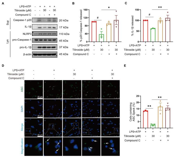 https://cdn.ncbi.nlm.nih.gov/pmc/blobs/9d0d/10673355/90757eb566ae/molecules-28-07527-g003.jpg