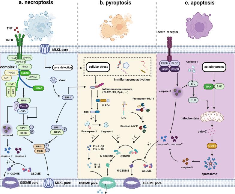 https://cdn.ncbi.nlm.nih.gov/pmc/blobs/9d0e/9547461/e8f07b2536bf/13045_2022_1365_Fig2_HTML.jpg