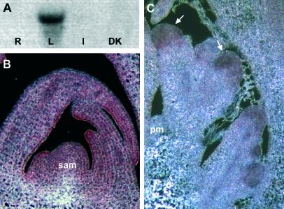 https://cdn.ncbi.nlm.nih.gov/pmc/blobs/9d11/2638477/3ca88a67deae/jexbotern083f02_4c.jpg