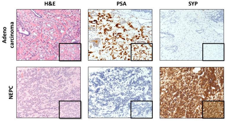 https://cdn.ncbi.nlm.nih.gov/pmc/blobs/9d16/11639977/86891eb06cac/cells-13-01999-g001.jpg