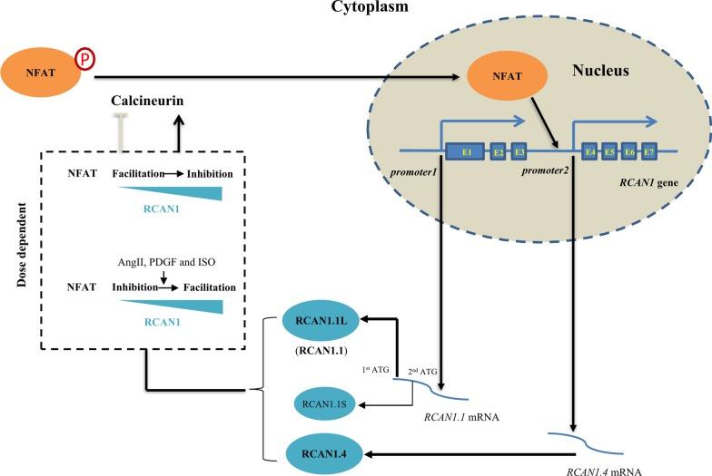 https://cdn.ncbi.nlm.nih.gov/pmc/blobs/9d16/7709393/c316c928f692/10020_2020_249_Fig1_HTML.jpg
