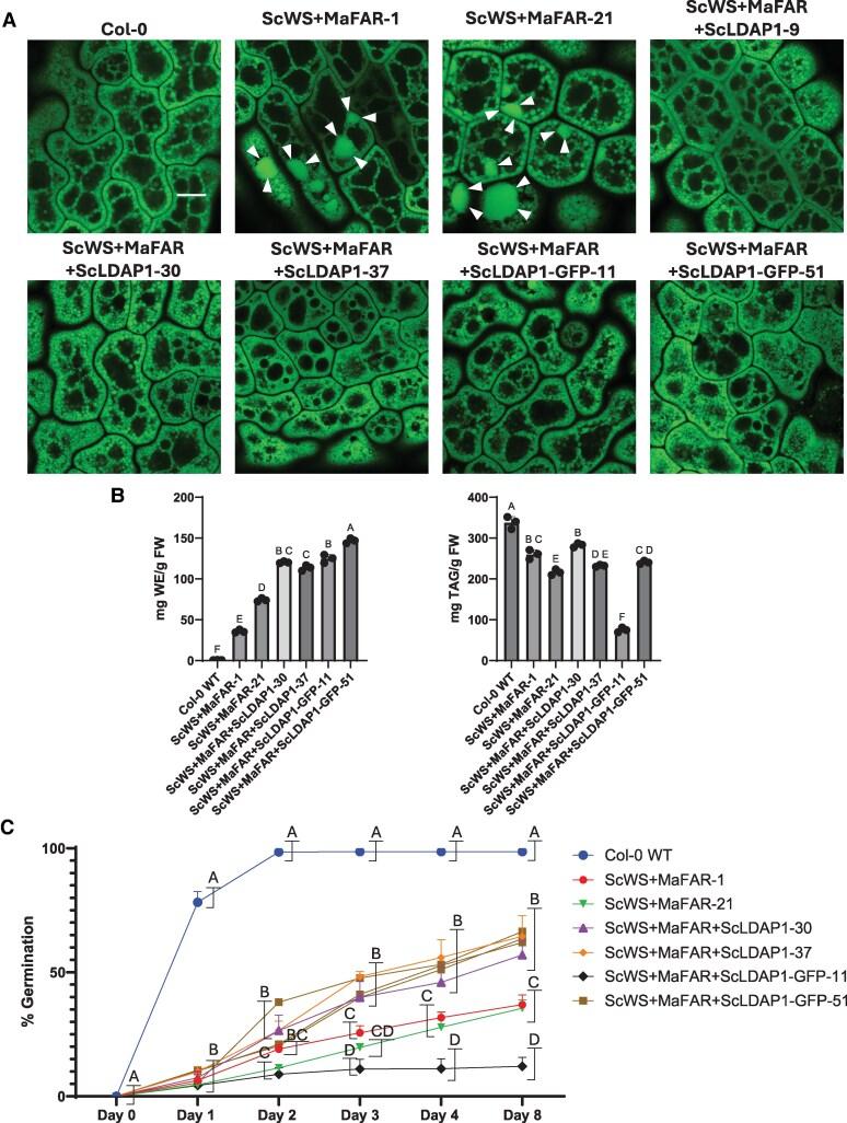 https://cdn.ncbi.nlm.nih.gov/pmc/blobs/9d17/12341951/a84e6da9dffe/koaf115f11.jpg