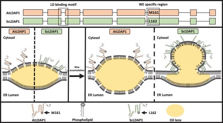 https://cdn.ncbi.nlm.nih.gov/pmc/blobs/9d17/12341951/cd93955e61e4/koaf115f12.jpg