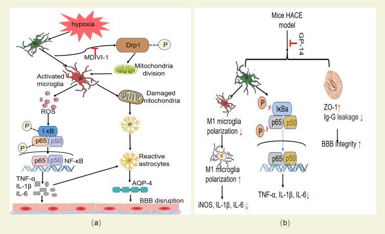 https://cdn.ncbi.nlm.nih.gov/pmc/blobs/9d18/10296571/a5b9d9852fc7/JIR-16-2645-g0004.jpg