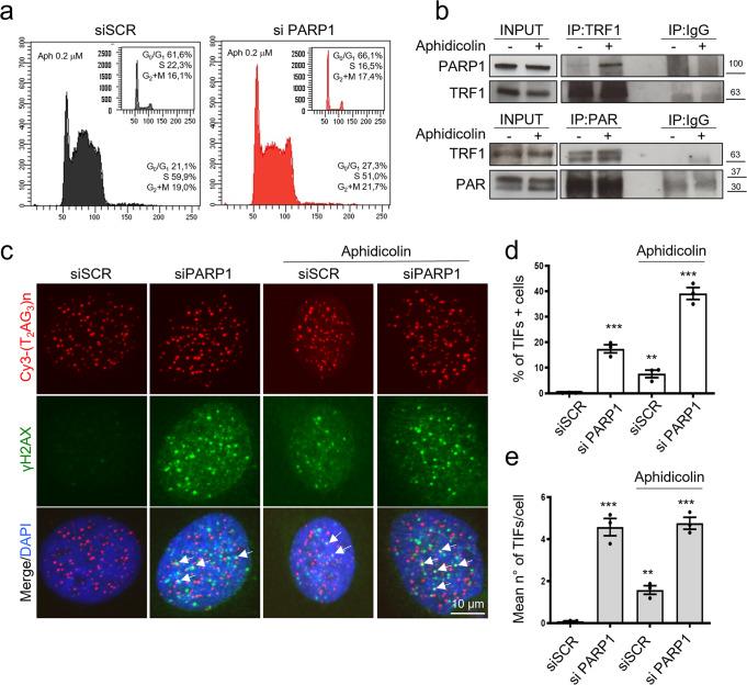 https://cdn.ncbi.nlm.nih.gov/pmc/blobs/9d18/9981704/1789eafe460c/42003_2023_4596_Fig5_HTML.jpg
