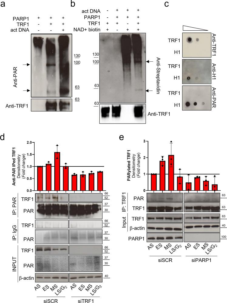 https://cdn.ncbi.nlm.nih.gov/pmc/blobs/9d18/9981704/a167cf27ee35/42003_2023_4596_Fig2_HTML.jpg