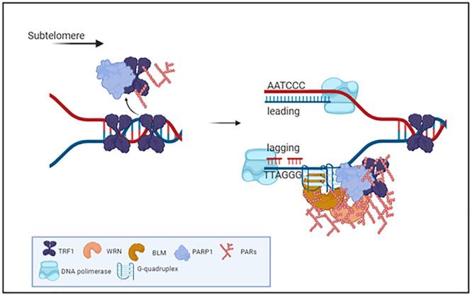 https://cdn.ncbi.nlm.nih.gov/pmc/blobs/9d18/9981704/cdfaa7ea1716/42003_2023_4596_Fig7_HTML.jpg