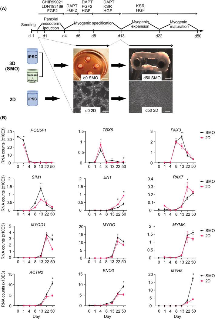 https://cdn.ncbi.nlm.nih.gov/pmc/blobs/9d19/9745484/db6810d7e329/JCSM-13-3106-g007.jpg