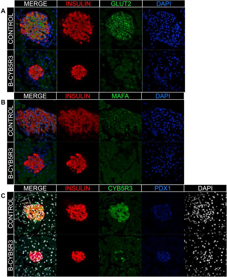 https://cdn.ncbi.nlm.nih.gov/pmc/blobs/9d1a/7031142/cb8dfee9f6b8/gr5.jpg