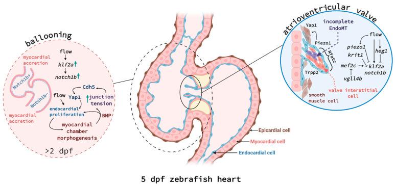 https://cdn.ncbi.nlm.nih.gov/pmc/blobs/9d1c/8147271/3095ca33f9ee/jcdd-08-00049-g001.jpg