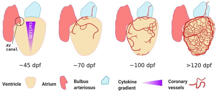 https://cdn.ncbi.nlm.nih.gov/pmc/blobs/9d1c/8147271/865d271e4004/jcdd-08-00049-g002.jpg