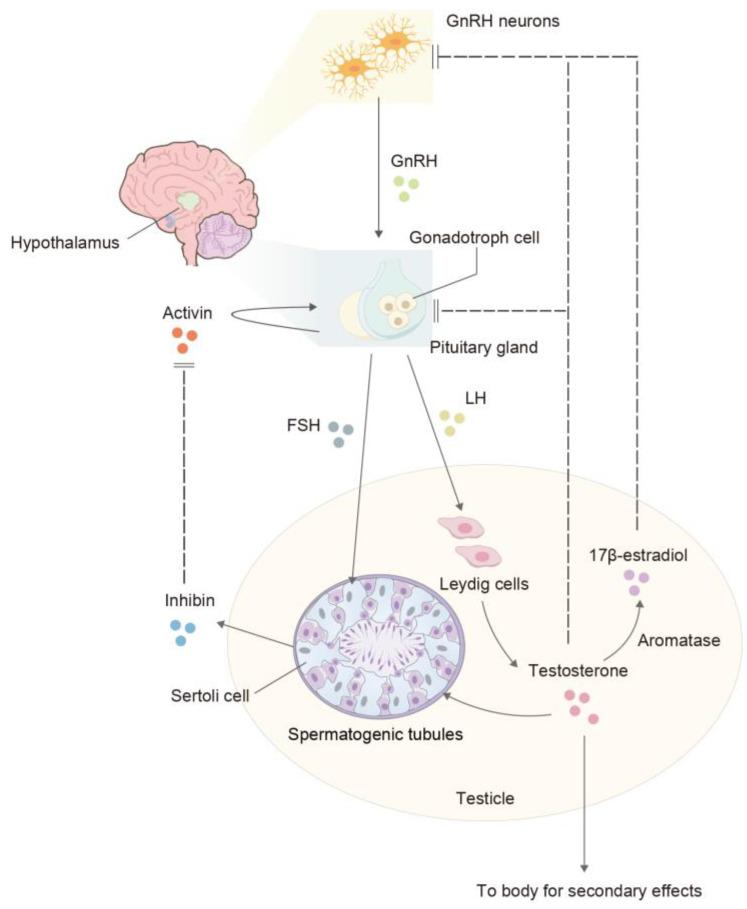 https://cdn.ncbi.nlm.nih.gov/pmc/blobs/9d25/11172568/17d80c9b0b3a/ijms-25-05805-g002.jpg