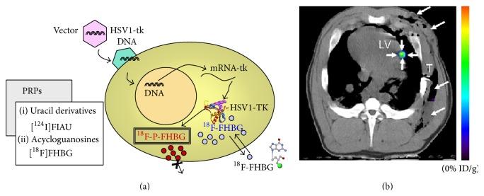 https://cdn.ncbi.nlm.nih.gov/pmc/blobs/9d27/4736428/ccacfce379c6/SCI2016-9240652.005.jpg
