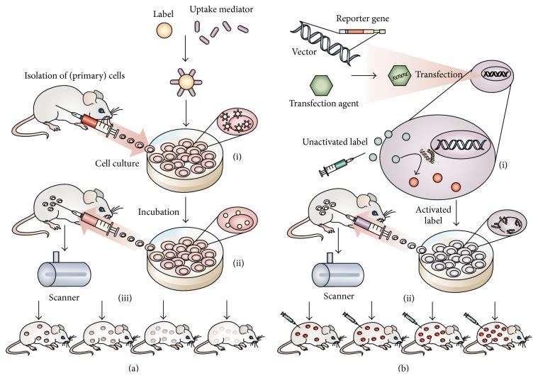 https://cdn.ncbi.nlm.nih.gov/pmc/blobs/9d27/4736428/fa7ef5d3b03b/SCI2016-9240652.002.jpg
