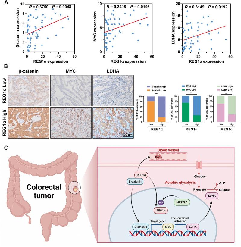 https://cdn.ncbi.nlm.nih.gov/pmc/blobs/9d2a/10457312/1607562f2619/41419_2023_6067_Fig8_HTML.jpg