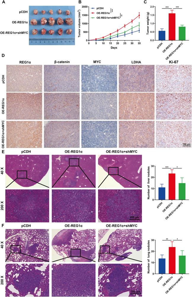 https://cdn.ncbi.nlm.nih.gov/pmc/blobs/9d2a/10457312/71ea7ad1cb8b/41419_2023_6067_Fig7_HTML.jpg