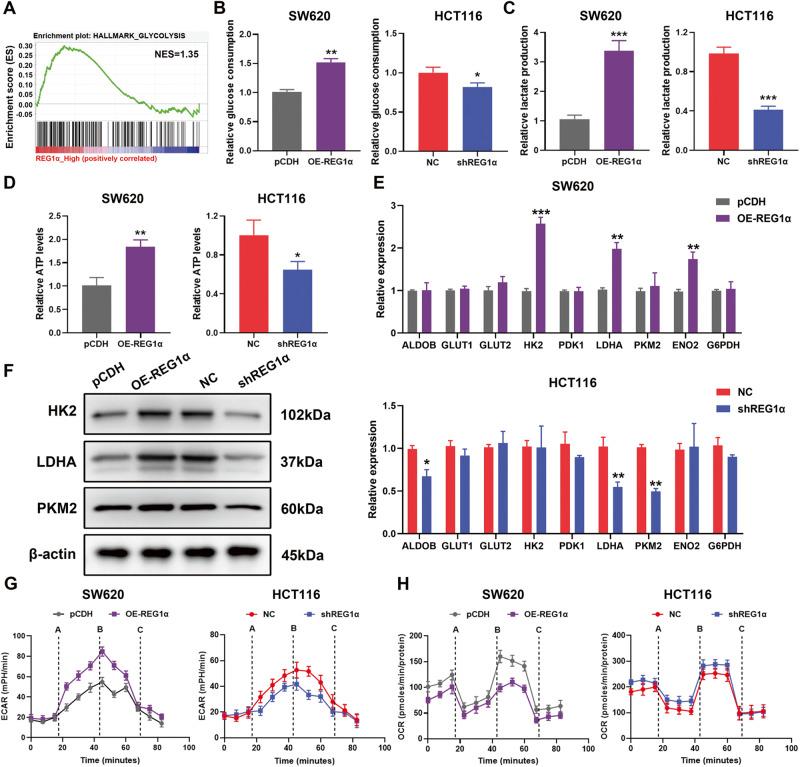 https://cdn.ncbi.nlm.nih.gov/pmc/blobs/9d2a/10457312/efcefa9e7a3f/41419_2023_6067_Fig3_HTML.jpg