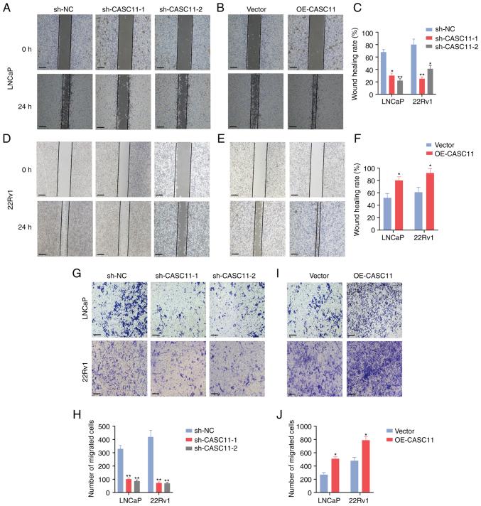 https://cdn.ncbi.nlm.nih.gov/pmc/blobs/9d2d/9374466/0d7dc0ae5b06/IJO-61-3-05400-g02.jpg
