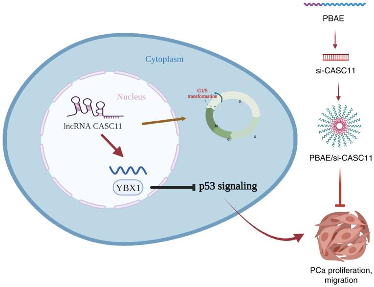 https://cdn.ncbi.nlm.nih.gov/pmc/blobs/9d2d/9374466/0ff67a3a46c2/IJO-61-3-05400-g08.jpg