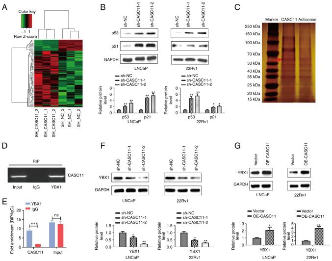https://cdn.ncbi.nlm.nih.gov/pmc/blobs/9d2d/9374466/55cb8ecdde54/IJO-61-3-05400-g05.jpg