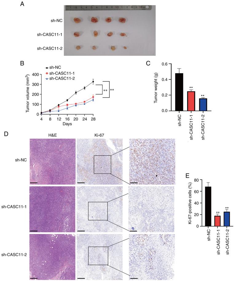 https://cdn.ncbi.nlm.nih.gov/pmc/blobs/9d2d/9374466/86d18b8fb8e4/IJO-61-3-05400-g04.jpg