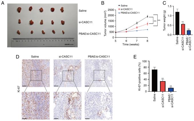 https://cdn.ncbi.nlm.nih.gov/pmc/blobs/9d2d/9374466/f781079b414b/IJO-61-3-05400-g07.jpg