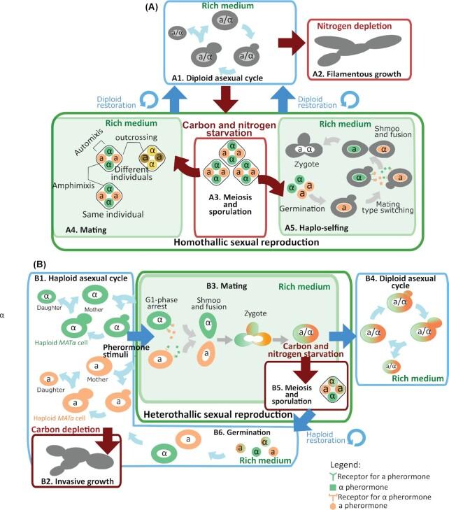 https://cdn.ncbi.nlm.nih.gov/pmc/blobs/9d2e/8673824/17990c09c76e/foab058fig2.jpg