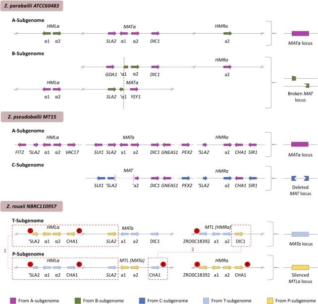 https://cdn.ncbi.nlm.nih.gov/pmc/blobs/9d2e/8673824/5e3a0aea5bfd/foab058fig7.jpg