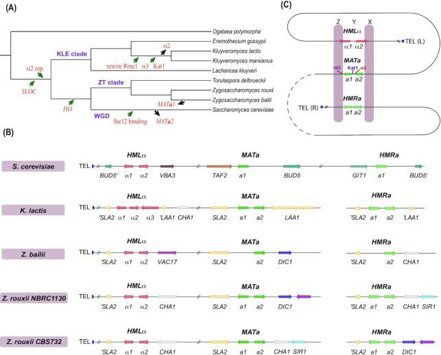 https://cdn.ncbi.nlm.nih.gov/pmc/blobs/9d2e/8673824/a0acbb265119/foab058fig1.jpg