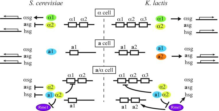 https://cdn.ncbi.nlm.nih.gov/pmc/blobs/9d2e/8673824/f6d43b219483/foab058fig3.jpg
