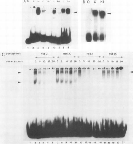 https://cdn.ncbi.nlm.nih.gov/pmc/blobs/9d2f/362450/1f419bccba2c/molcellb00057-0312-b.jpg