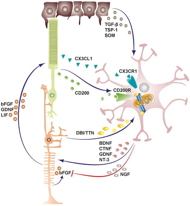 https://cdn.ncbi.nlm.nih.gov/pmc/blobs/9d30/6710350/16d9c261ee29/fimmu-10-01975-g0001.jpg