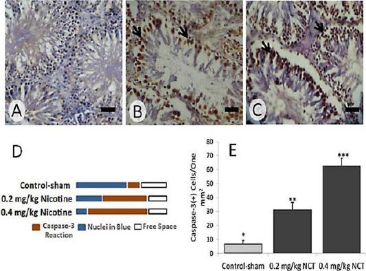https://cdn.ncbi.nlm.nih.gov/pmc/blobs/9d35/5339662/8427adabf287/IJBMS-20-199-g004.jpg