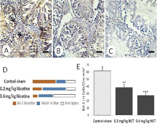 https://cdn.ncbi.nlm.nih.gov/pmc/blobs/9d35/5339662/ed807e2e165f/IJBMS-20-199-g006.jpg