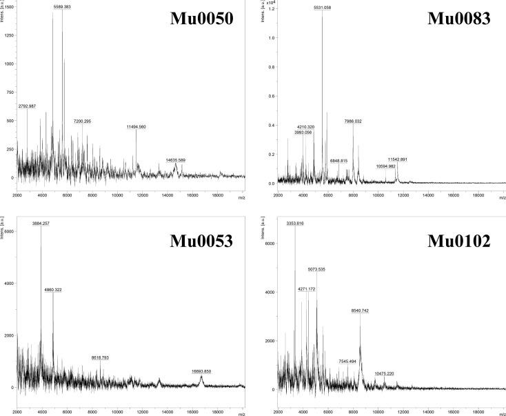 https://cdn.ncbi.nlm.nih.gov/pmc/blobs/9d37/11706282/cb3bda99ab92/ijsem-75-06620-g003.jpg