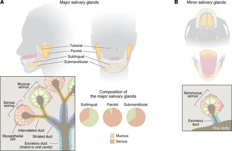 https://cdn.ncbi.nlm.nih.gov/pmc/blobs/9d39/11364403/79716f0d312a/jci-134-182661-g062.jpg