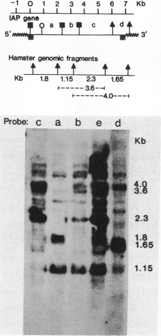 https://cdn.ncbi.nlm.nih.gov/pmc/blobs/9d39/327574/72ce63d62ef0/nar00415-0077-a.jpg