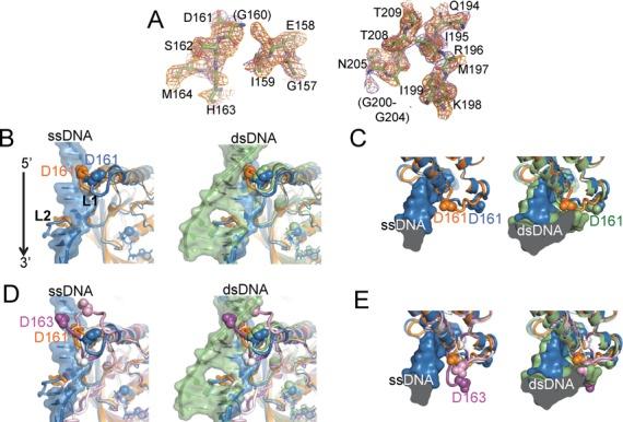 https://cdn.ncbi.nlm.nih.gov/pmc/blobs/9d3c/4333409/cecbce9e6967/gku1364fig1.jpg