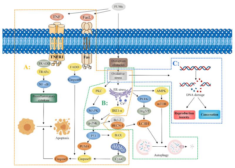 https://cdn.ncbi.nlm.nih.gov/pmc/blobs/9d3d/8954241/99fff824a31f/toxins-14-00182-g004.jpg