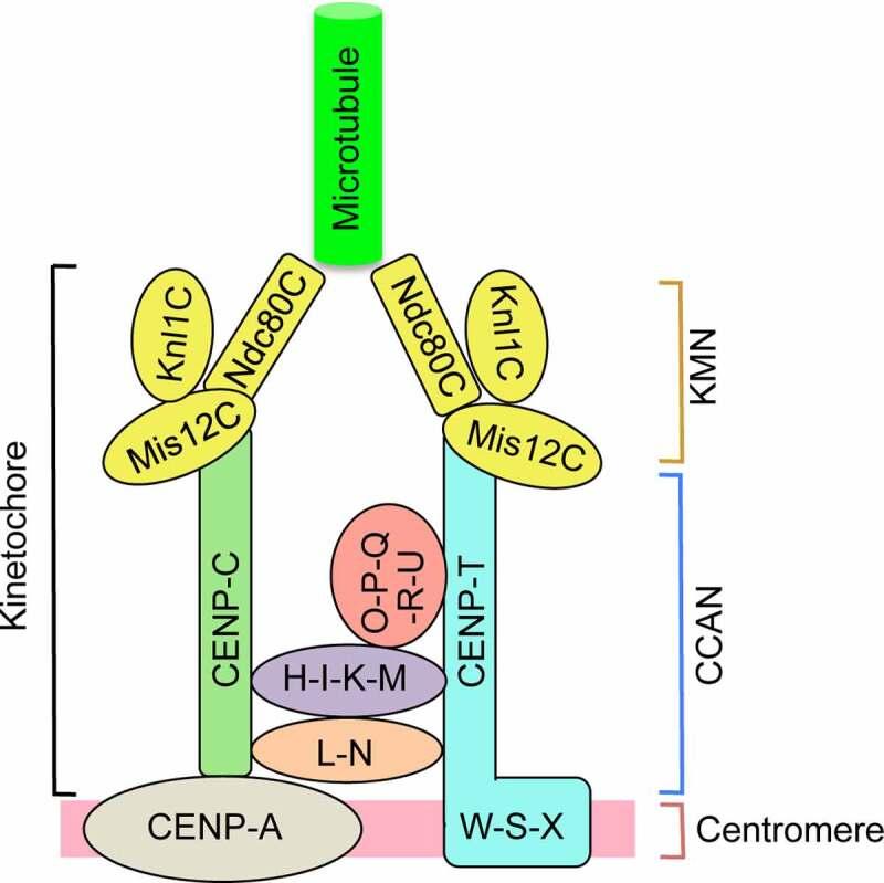 https://cdn.ncbi.nlm.nih.gov/pmc/blobs/9d3d/9427032/9ba94a101e19/KNCL_A_2115246_F0001_OC.jpg