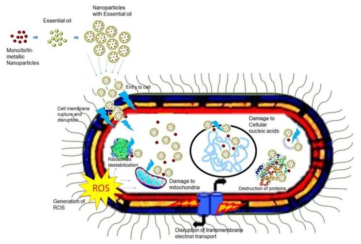 https://cdn.ncbi.nlm.nih.gov/pmc/blobs/9d3e/7179174/59381d1cfe31/molecules-25-01058-g003.jpg
