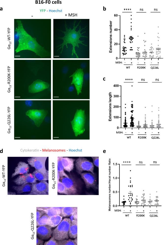 https://cdn.ncbi.nlm.nih.gov/pmc/blobs/9d41/11836271/38b037013653/41467_2025_56995_Fig7_HTML.jpg