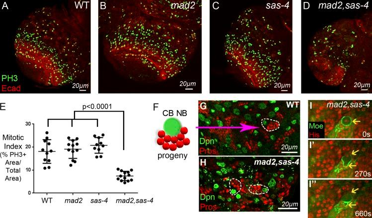 https://cdn.ncbi.nlm.nih.gov/pmc/blobs/9d45/5412557/d058130acebb/JCB_201607022_Fig4.jpg