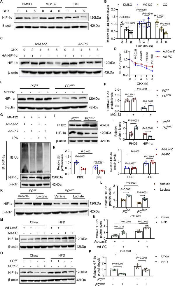https://cdn.ncbi.nlm.nih.gov/pmc/blobs/9d4b/12362773/3da3e04845ca/ADVS-12-e17128-g001.jpg