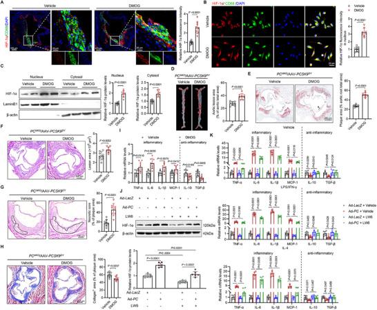 https://cdn.ncbi.nlm.nih.gov/pmc/blobs/9d4b/12362773/585b7642f0a6/ADVS-12-e17128-g002.jpg