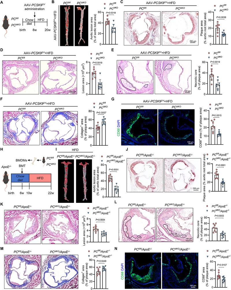 https://cdn.ncbi.nlm.nih.gov/pmc/blobs/9d4b/12362773/e91f43bd272c/ADVS-12-e17128-g007.jpg