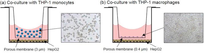 https://cdn.ncbi.nlm.nih.gov/pmc/blobs/9d52/5615103/5842587cba84/gr1.jpg